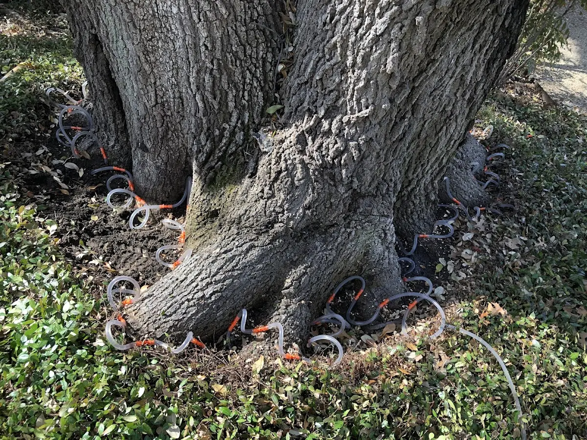 Detailed Tree Cabling and Bracing job site in Derby