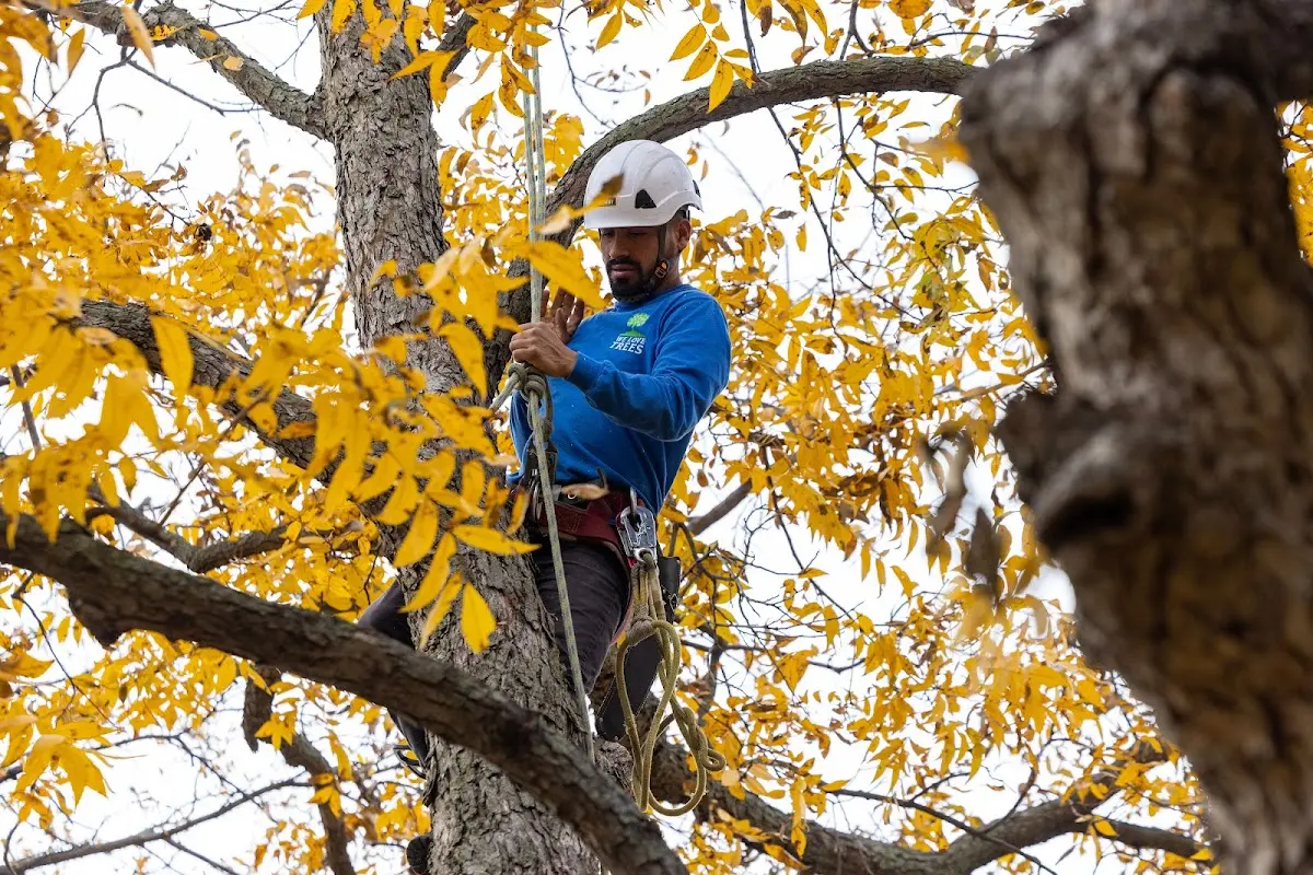 Skilled Tree Planting crew working in Derby